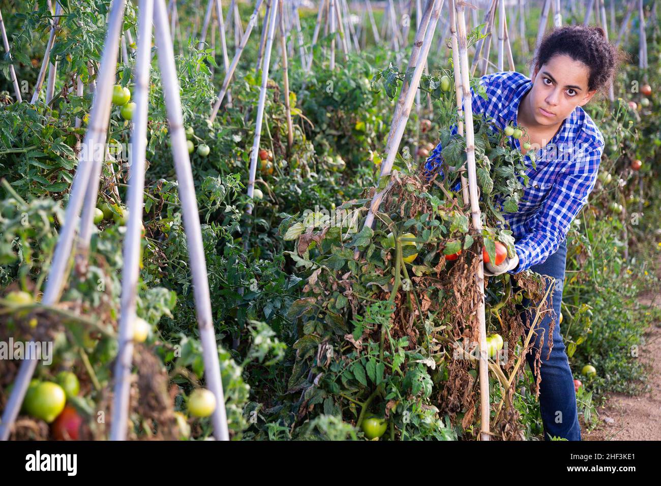 Happy farm owner picks ripe red tomatoes on the field Stock Photo - Alamy