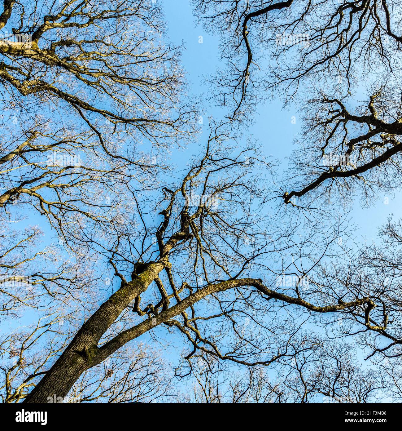 Oak trees in spring hi-res stock photography and images - Alamy