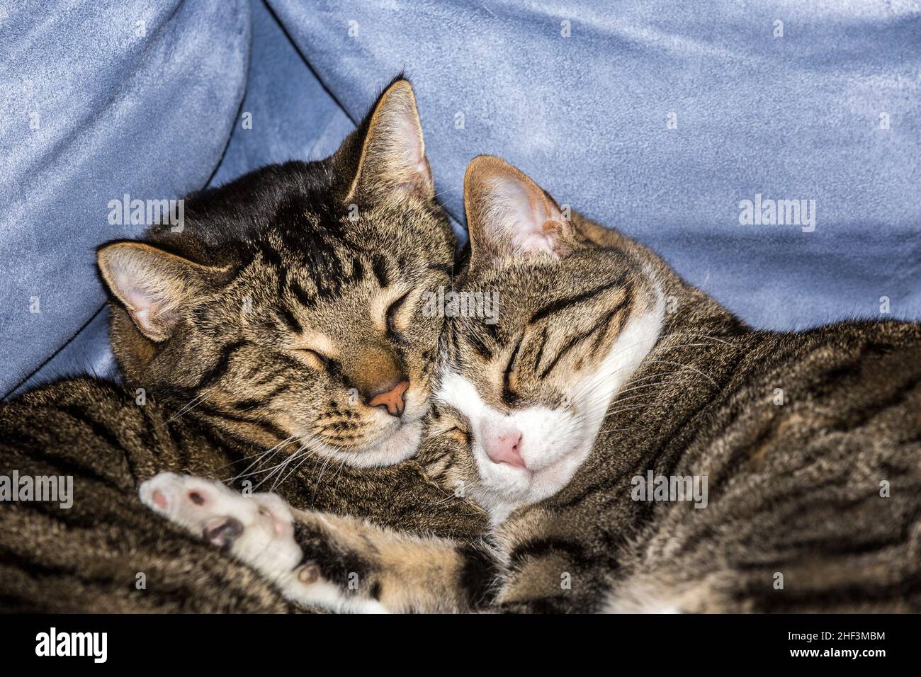 cute young cats sleeping on a sofa Stock Photo - Alamy