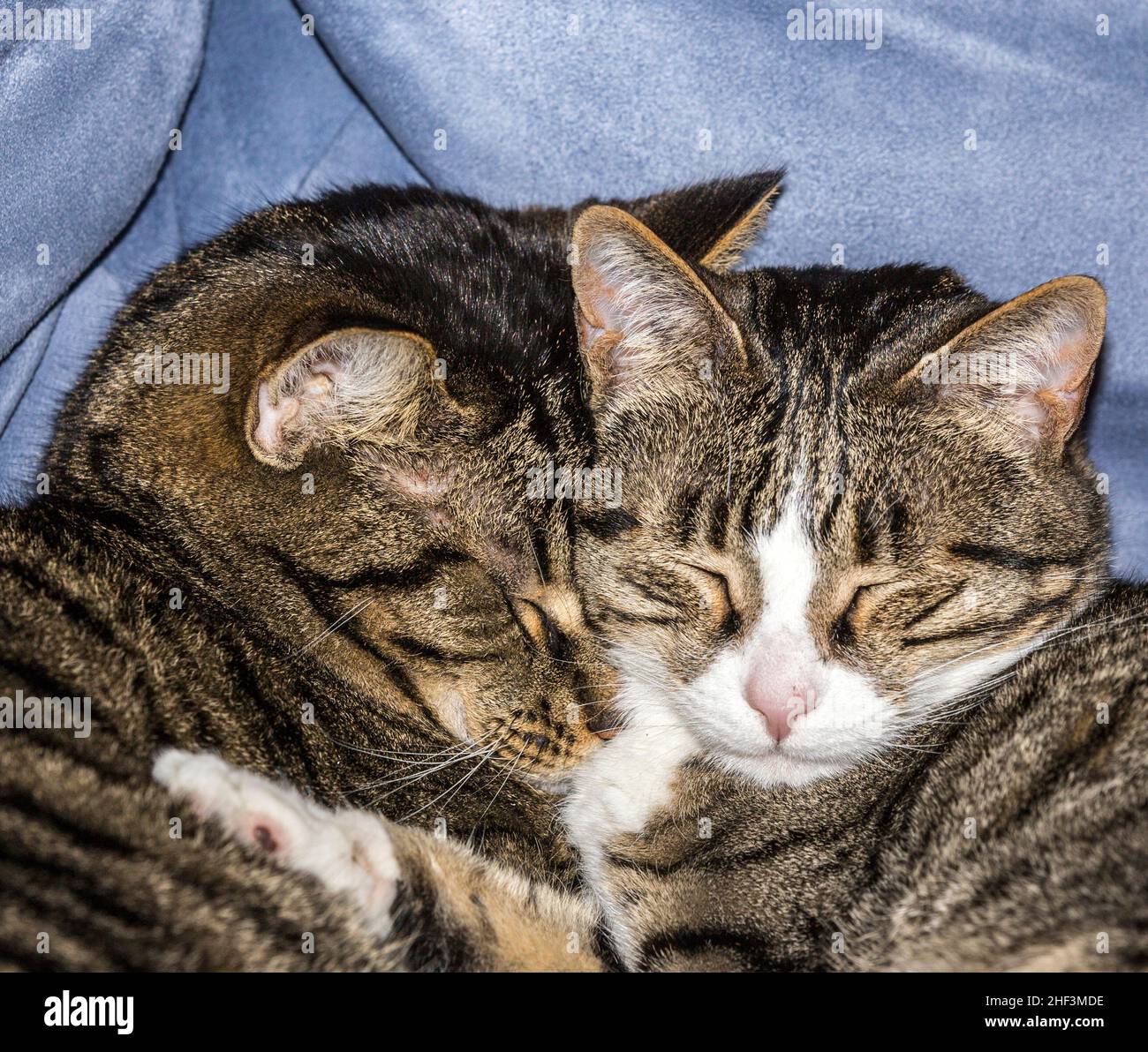 cute young cats sleeping on a sofa Stock Photo - Alamy