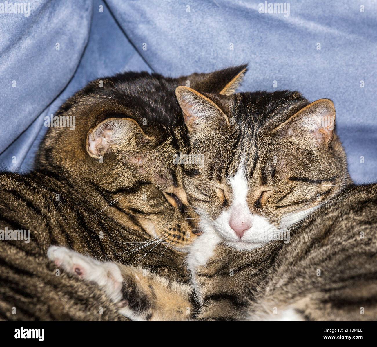 cute young cats sleeping on a sofa Stock Photo - Alamy