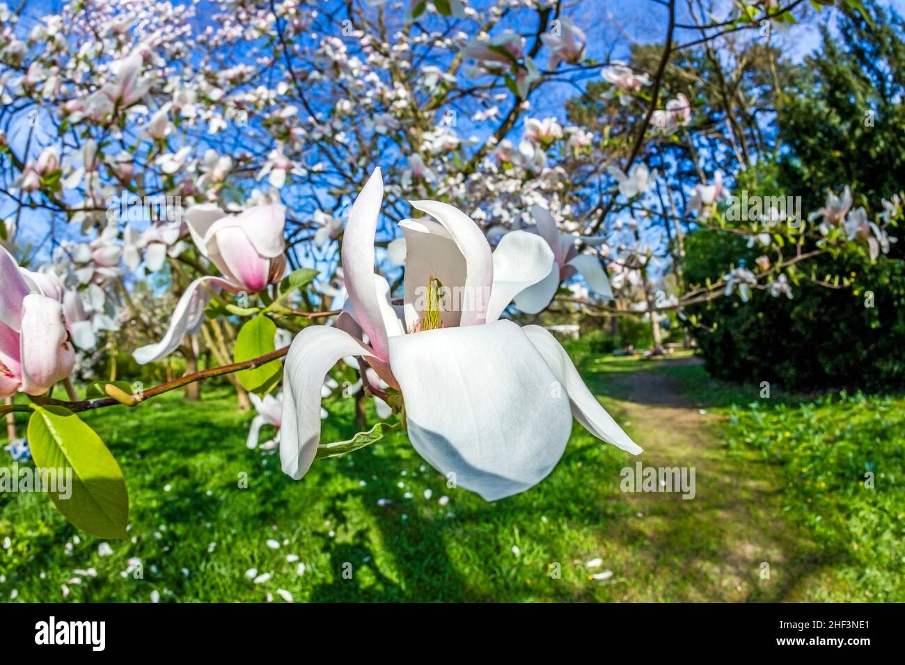 blooming magnolia trees under blue sky Stock Photo - Alamy