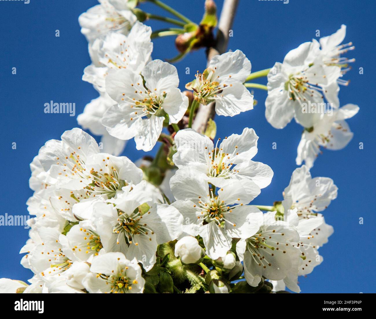 blooming apple tree under blue sky Stock Photo - Alamy