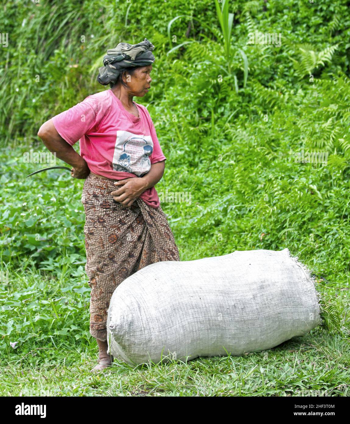 A Female Farmer Working In The Terraced Rice Paddies At Tegalallang In Ubud Bali Indonesia