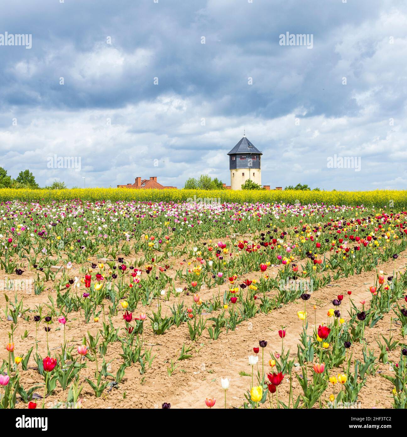 Spring field with blooming colorful tulips and water tower Stock Photo ...