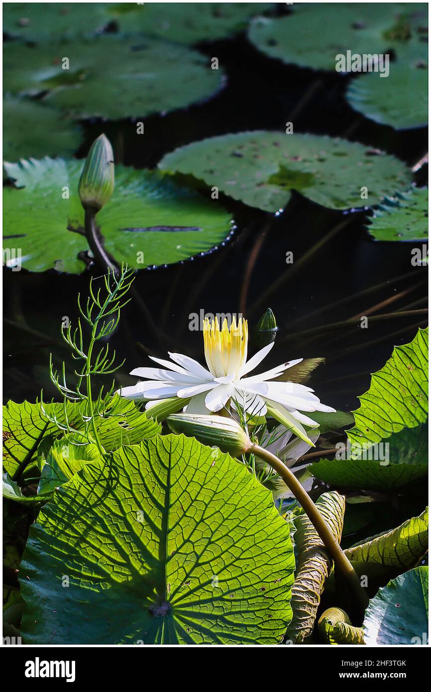 Is a variety of aquatic plants, belong to the Nymphaeaceae, whose name