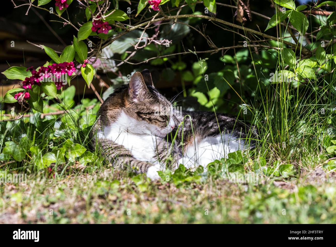 Cat lying on the grass. Selective focus. Stock Photo