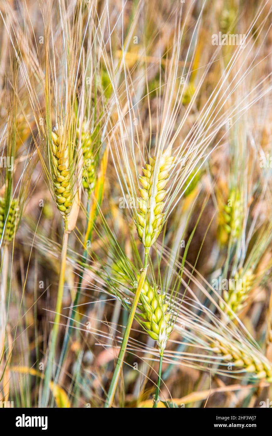 Barley ears gives a harmonic pattern - Hordeum vulgare Stock Photo