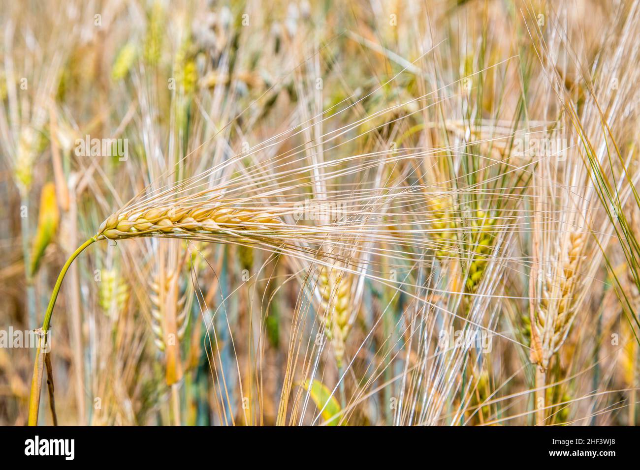 Barley ears gives a harmonic pattern - Hordeum vulgare Stock Photo