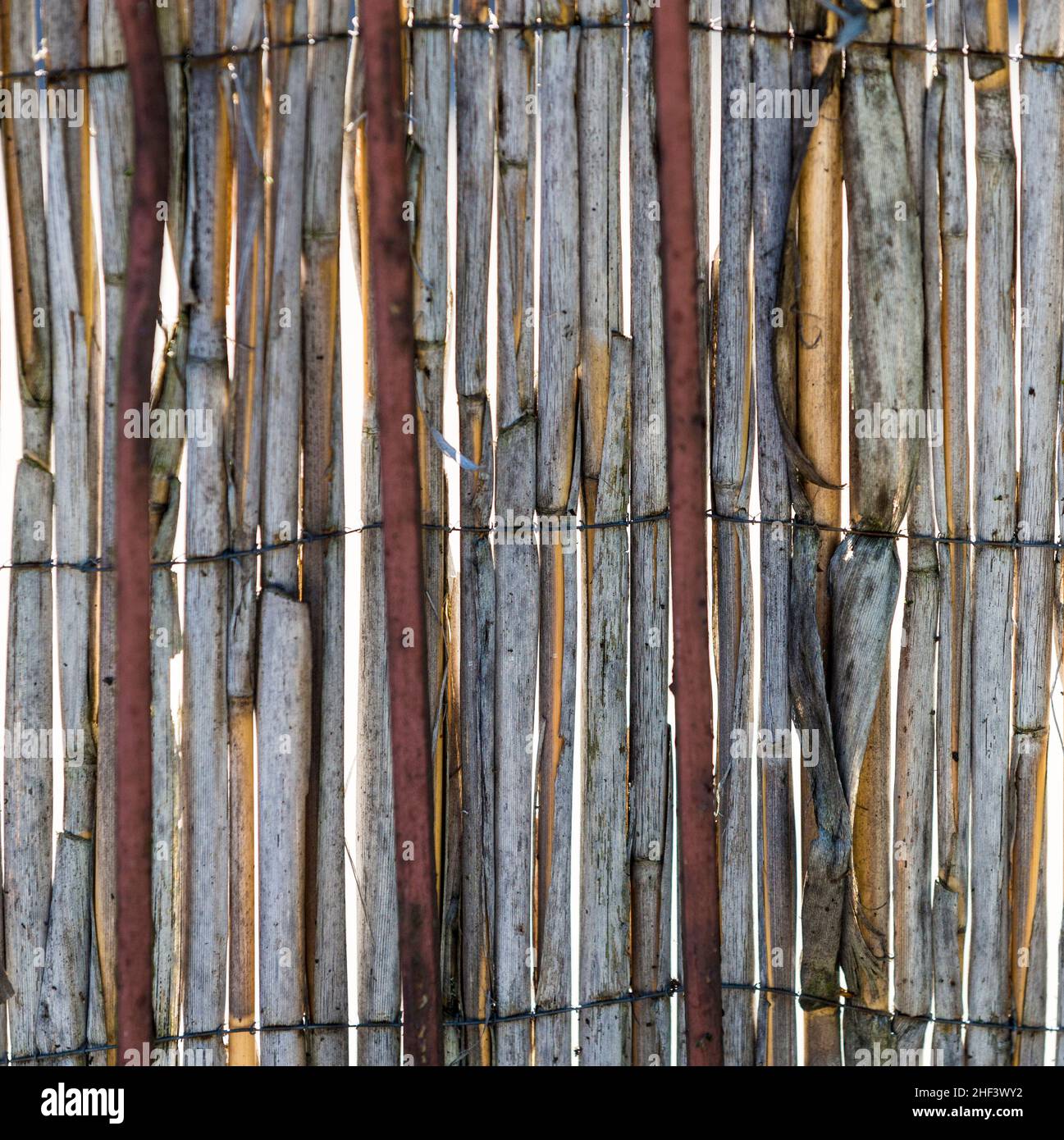 Rotting Reeds And Rushes Rotten rattan hi-res stock photography and images - Alamy