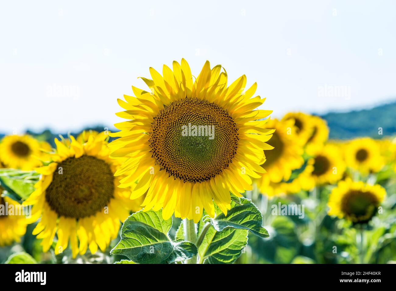 beautiful ripe yellow sunflower Field in the countryside Stock Photo ...