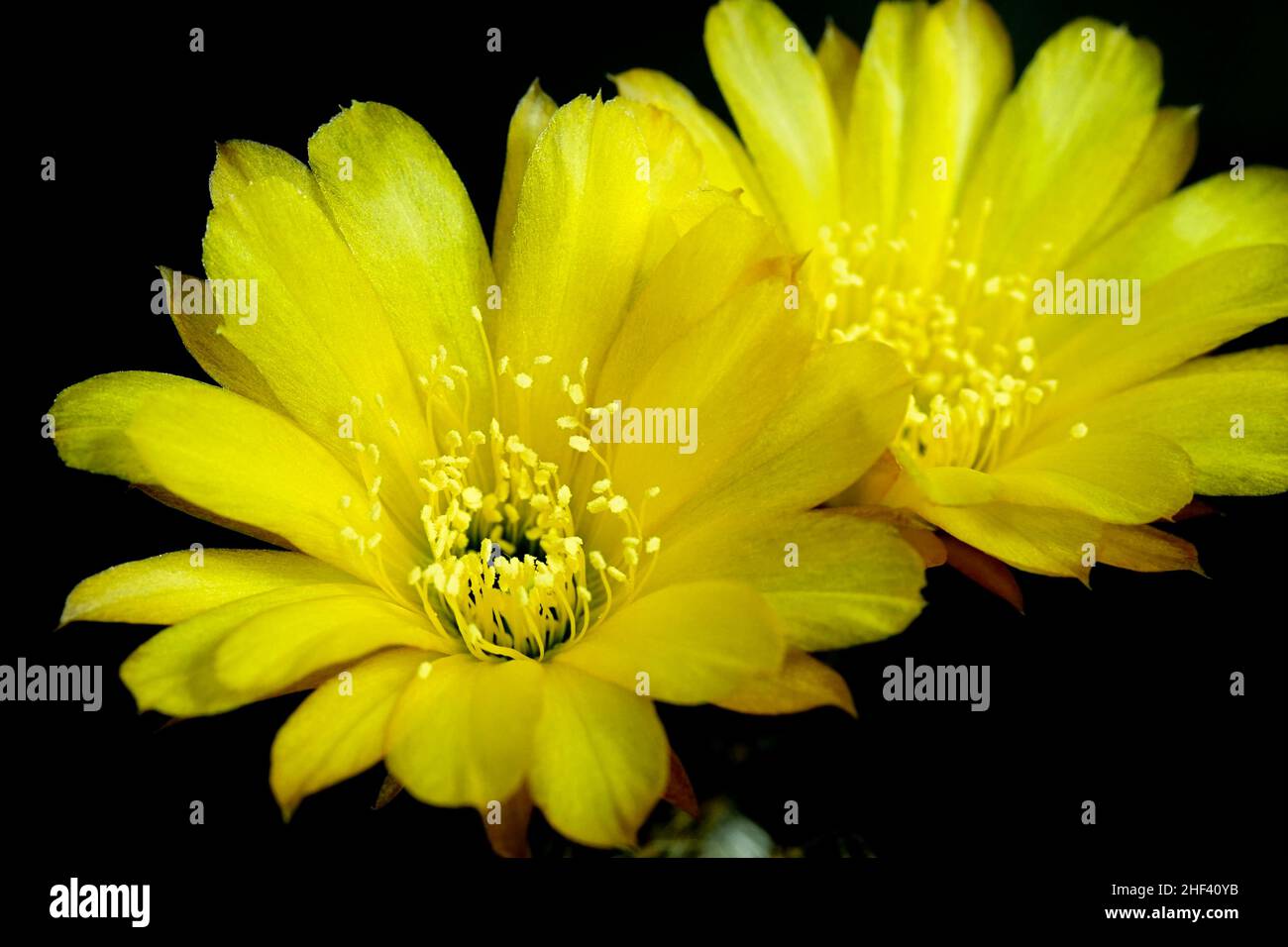 Lobivia aurea (Britton & Rose) Backeb. golden yellow blossom is Echinopsis found in tropical at Argentina. it plant type of cactus (cacti) have 2 flow Stock Photo