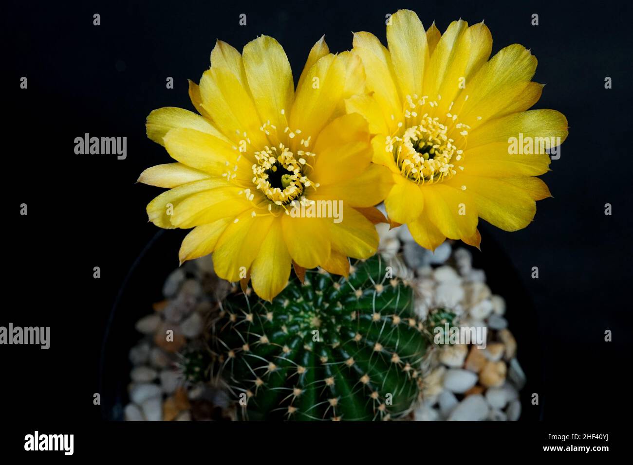 Lobivia aurea (Britton and Rose) Backeb. gold yellow blossom is Echinopsis found in tropical at Argentina. it plant type cactus (cacti) have 2 flowers Stock Photo