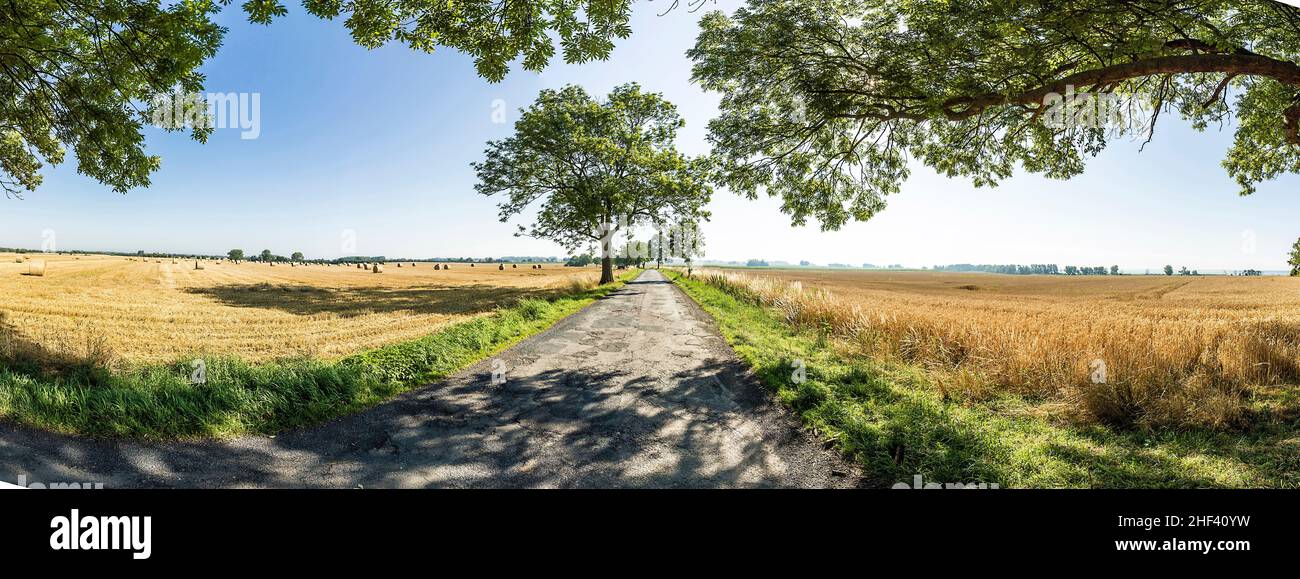 alley with old oak trees in Usedom Stock Photo