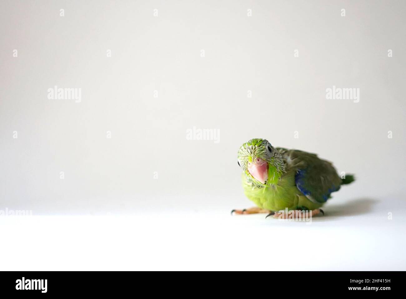 Forpus baby bird newborn (green color) 30 day old standing on white background, it is the smallest parrot in the world. Stock Photo