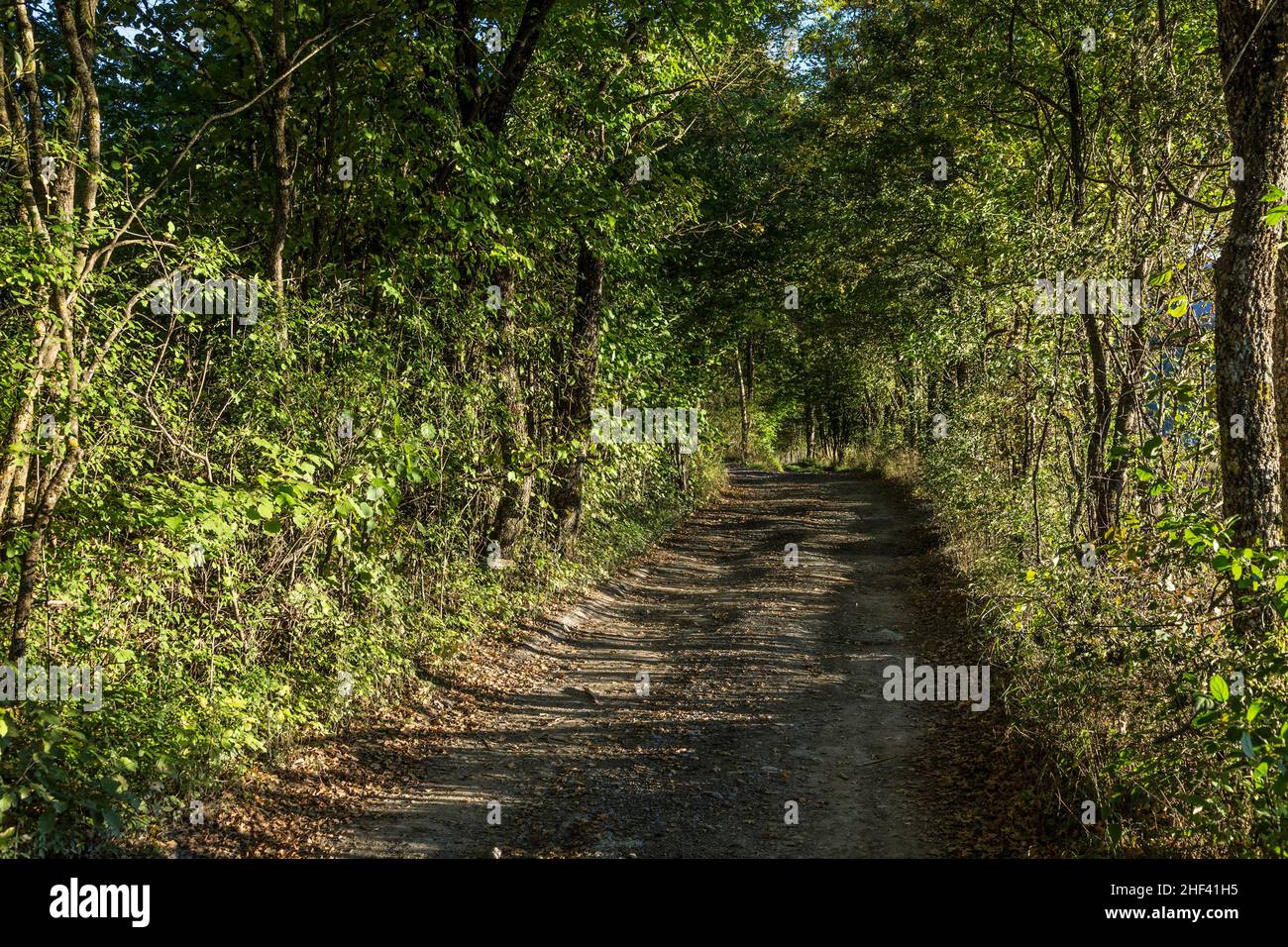 Drive through dense forest hi-res stock photography and images - Alamy