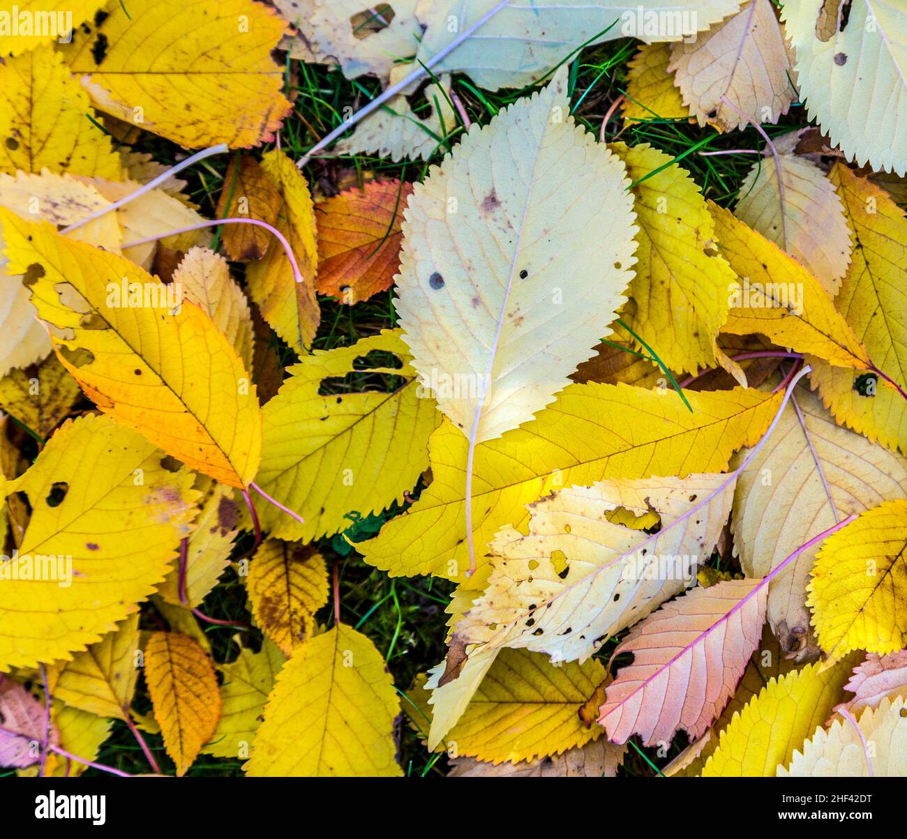 yellow cherry tree leaves at the grass in harmonic autumn colors Stock Photo Alamy