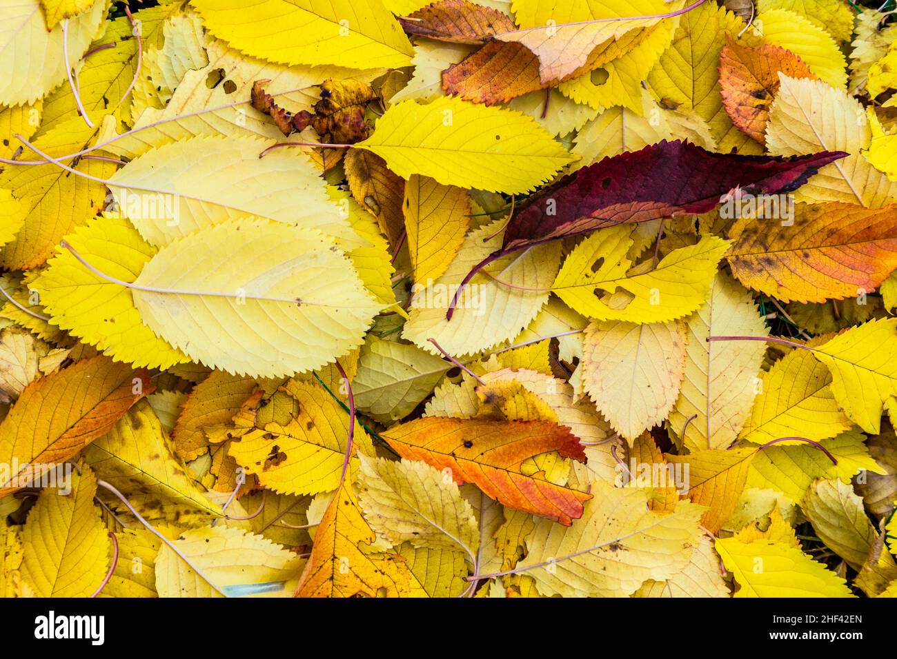 yellow cherry tree leaves at the grass in harmonic autumn colors Stock Photo Alamy