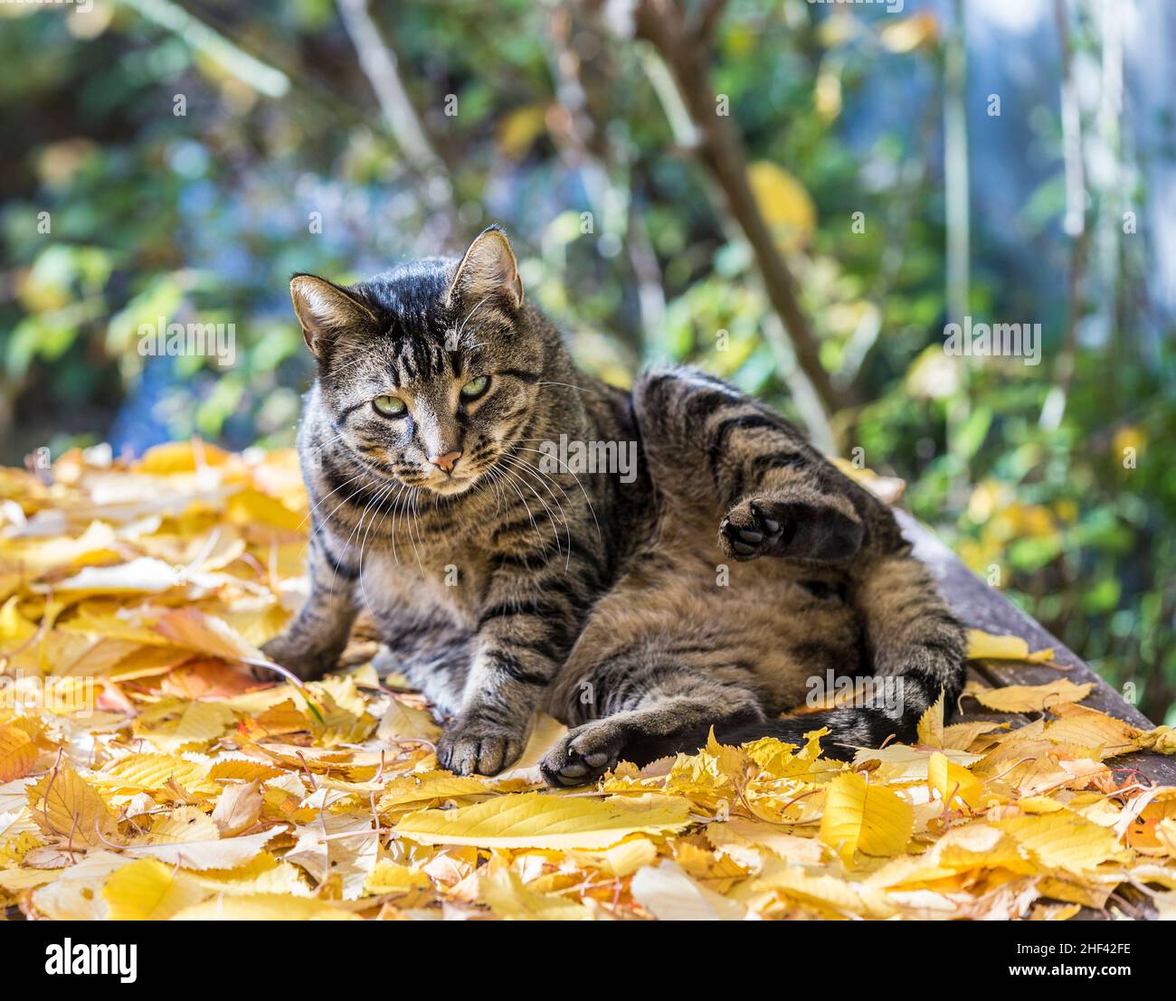 cute cat enjoys the warm light in autumn on a leave bed Stock Photo - Alamy