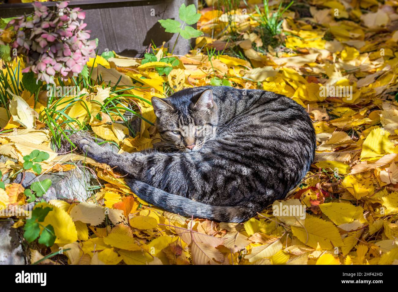cute cat enjoys the warm light in autumn on a leave bed Stock Photo - Alamy