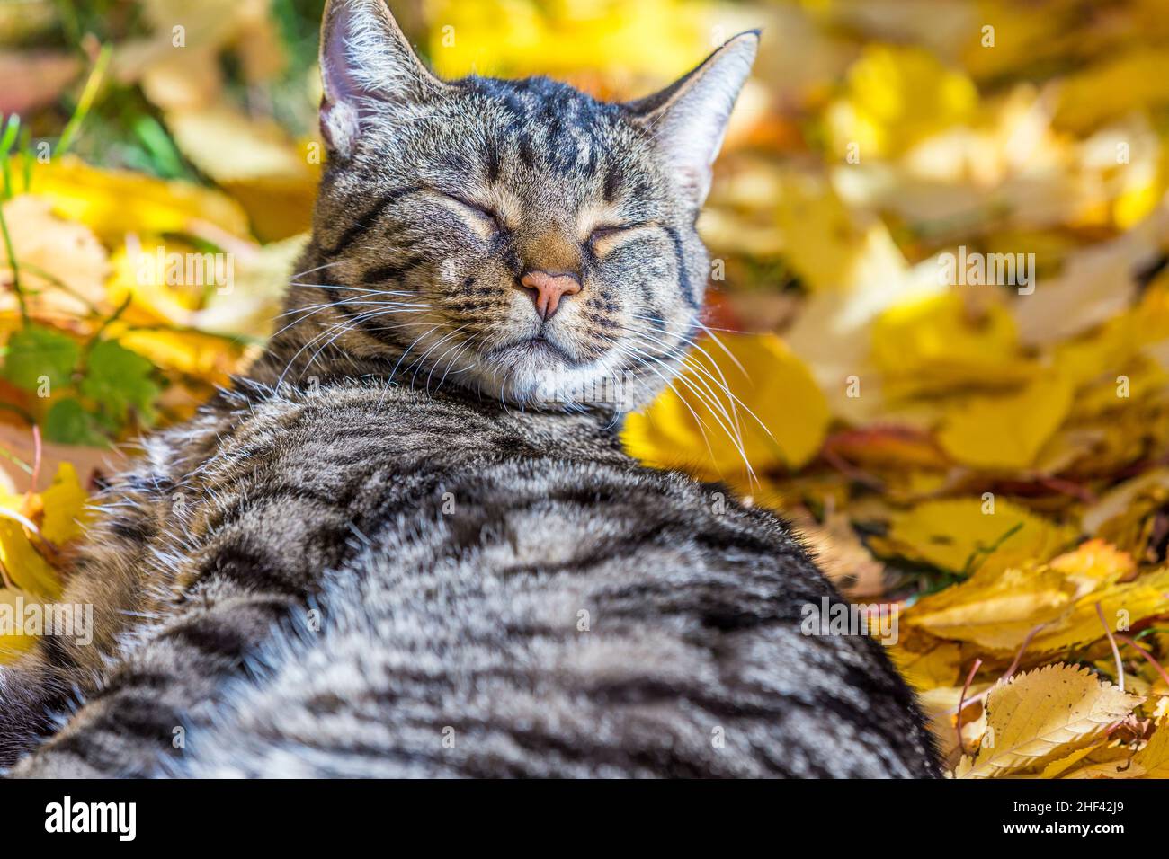 cute cat enjoys the warm light in autumn on a leave bed Stock Photo - Alamy
