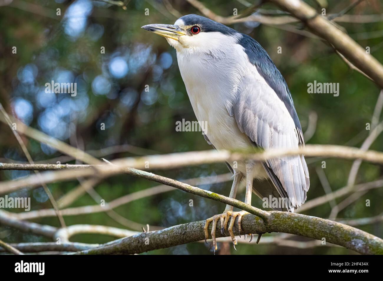 Black-crowned night heron (Nycticorax nycticorax) in Jacksonville, Florida. (USA) Stock Photo