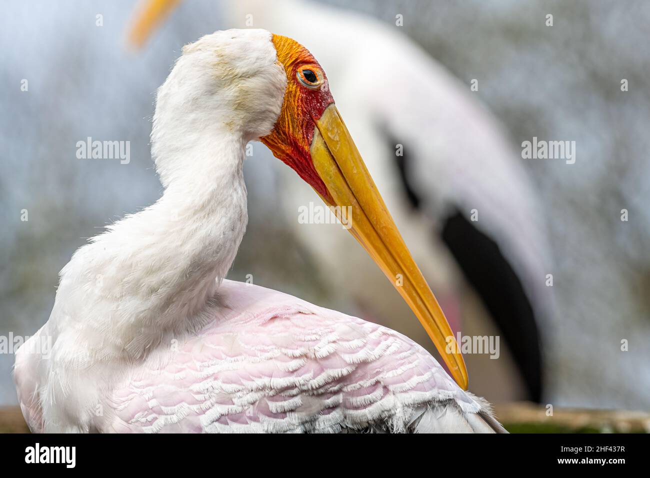 Coy yellow billed stork (Mycteria ibis) in the River Valley Aviary at Jacksonville Zoo and Gardens in Jacksonville, Florida. (USA) Stock Photo