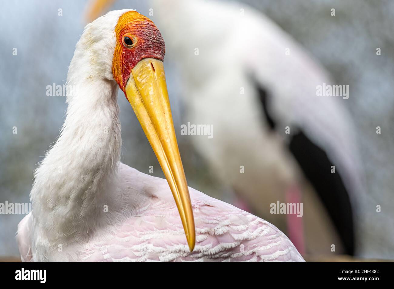 Yellow billed stork (Mycteria ibis) in the River Valley Aviary at Jacksonville Zoo and Gardens in Jacksonville, Florida. (USA) Stock Photo