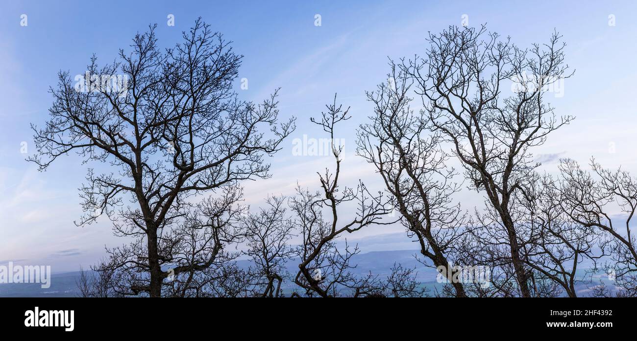 trees in winter with deep blue sky Stock Photo - Alamy