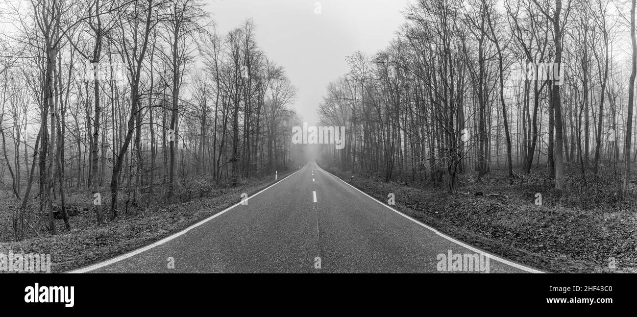 Forest Less Trees Leaveless trees hi-res stock photography and images - Alamy