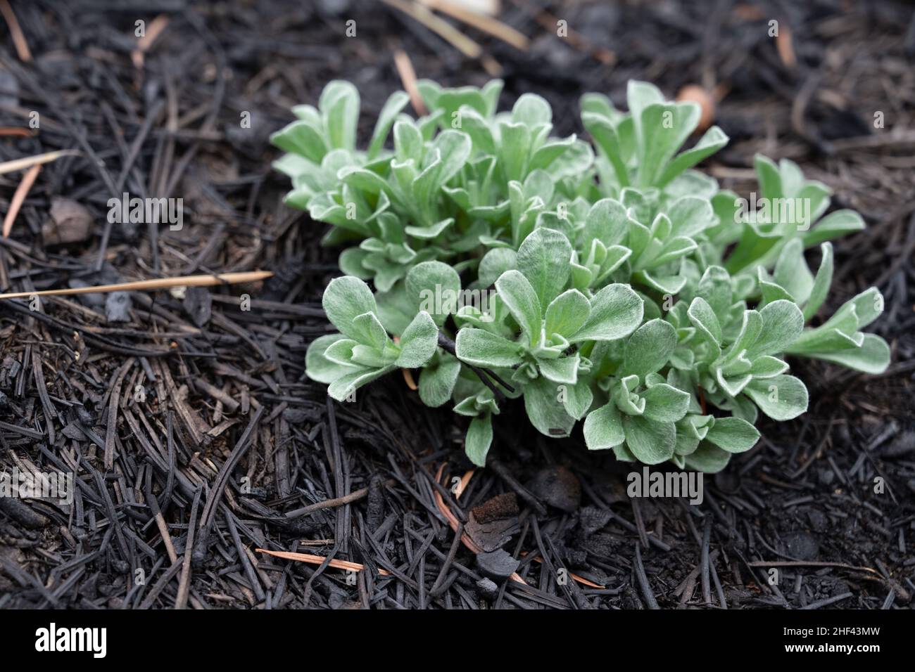 Plant life returns following a forest fire Stock Photo