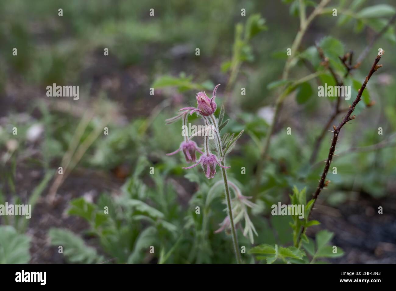 Prairie smoke, wildflower, Geum triflorum, rose colored, delicate, nodding flowers, dark pink, coral colored, small, hairy, plant, flower, bloom, pink Stock Photo