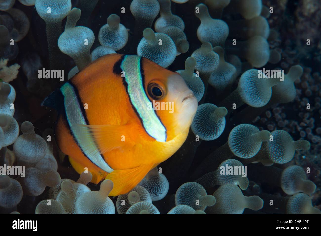 Clarki Anemonefish Amphiprion clarkii, Dauin (Philippines) Stock Photo
