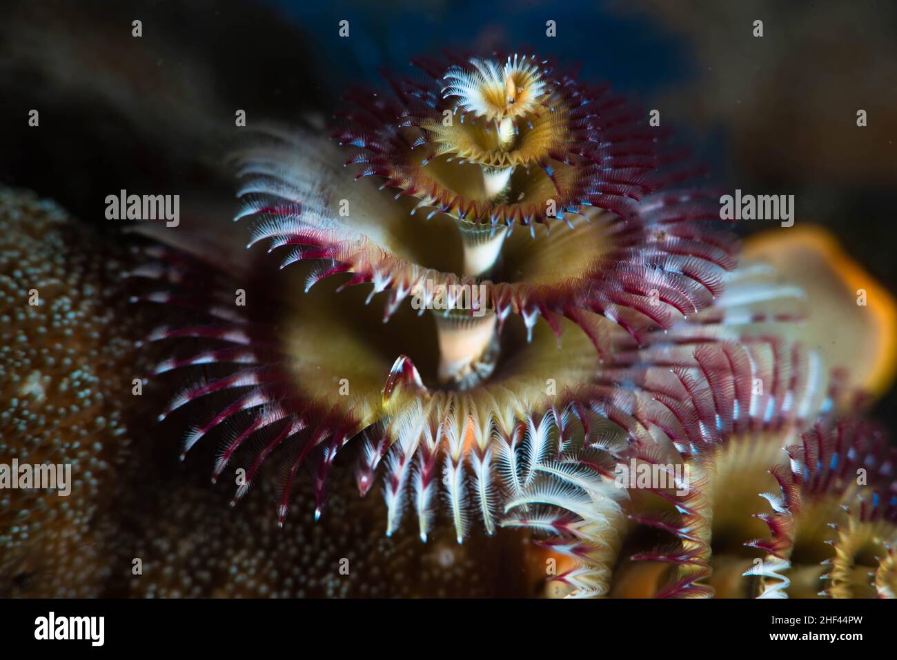 Christmas Tree Worm Spirobranchus giganteus Stock Photo Alamy