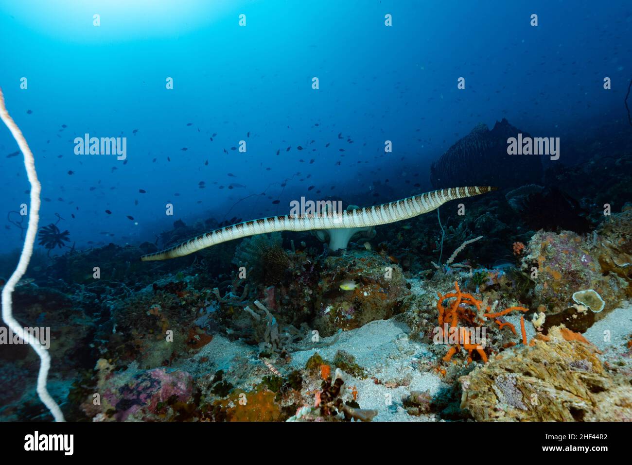Chinese Sea Krait Laticauda semifasciata Stock Photo