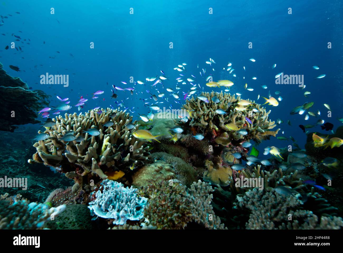 Tropical Coral Reefs Underwater Landscape Stock Photo