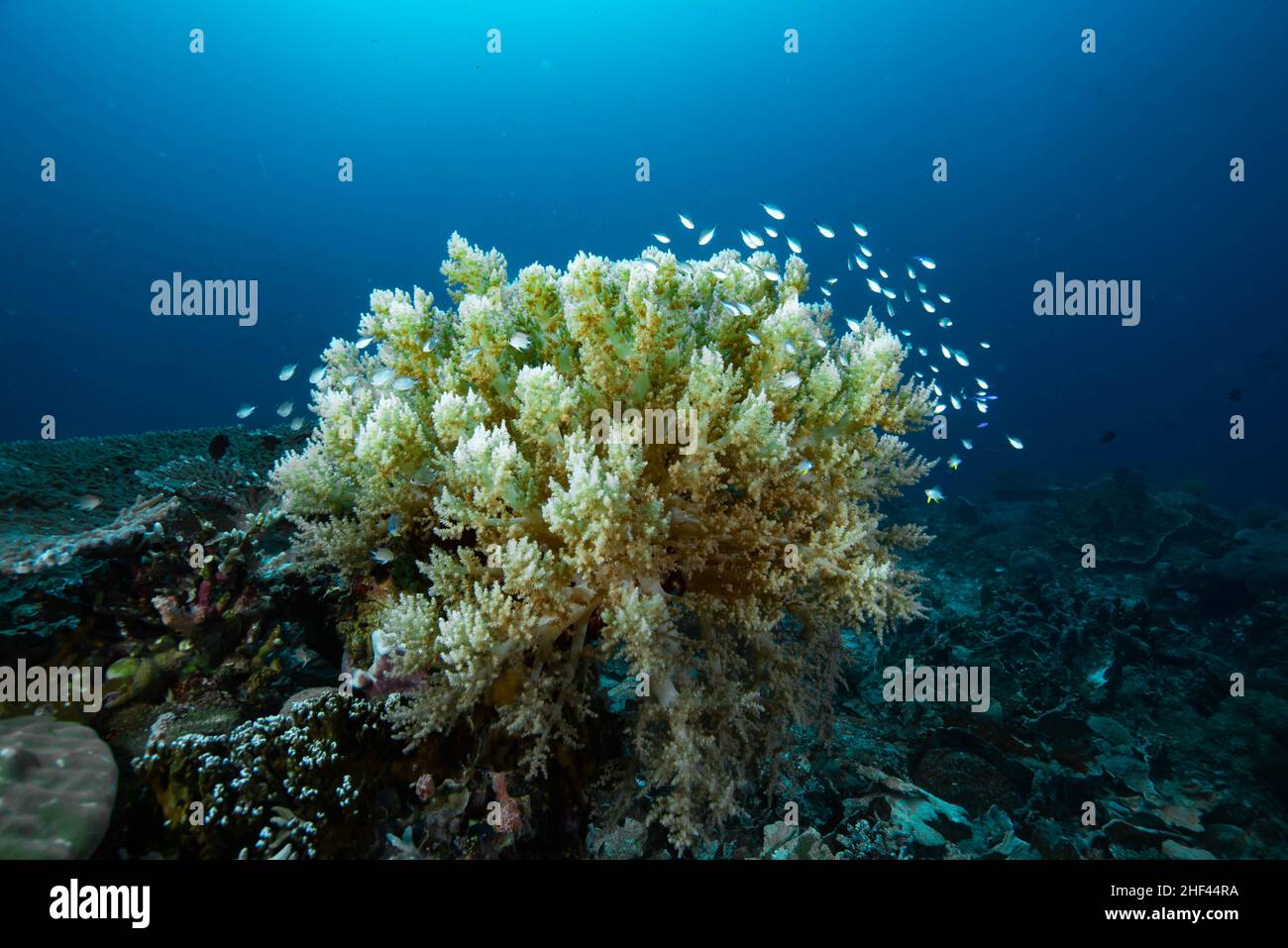 Branching Soft Coral Genus Litophyton Stock Photo