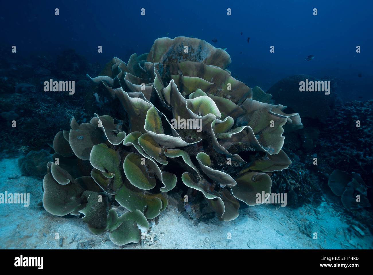 Scroll Coral, Genus Turbinaria Stock Photo