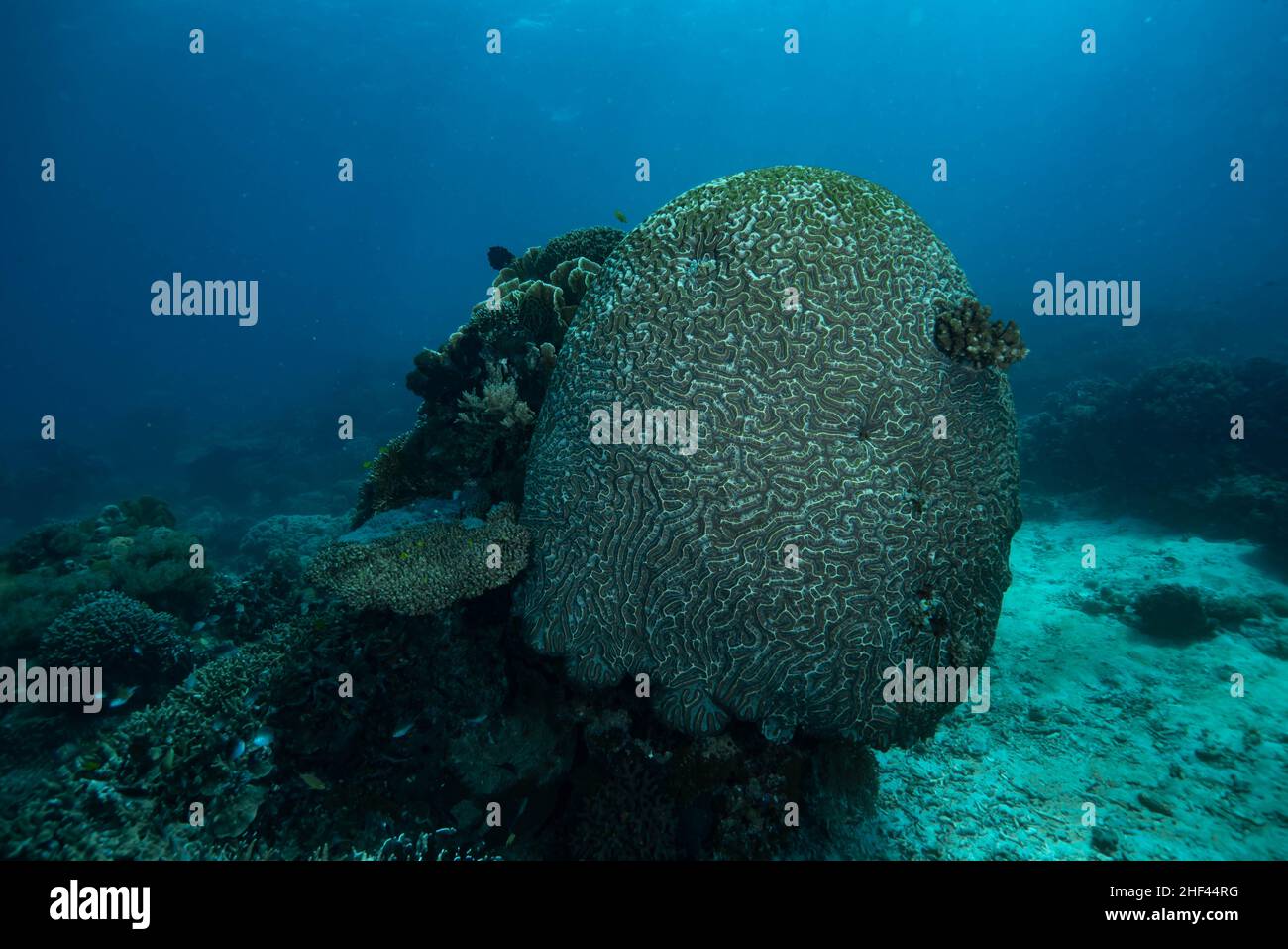 Open Brain Corals Genus Lobophyllia Stock Photo