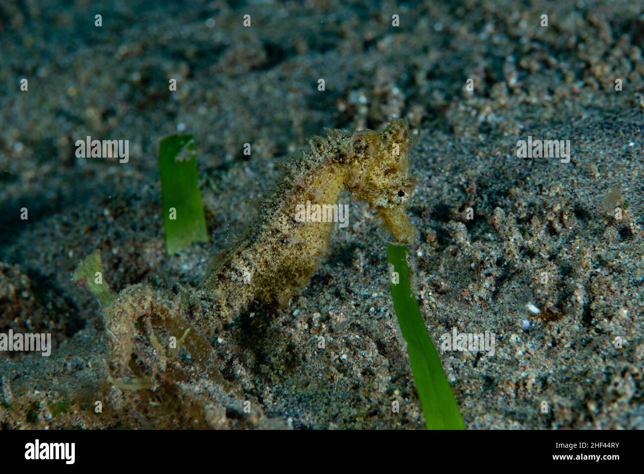 Seahorse Stock Photo