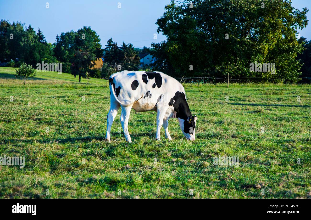Holstein cows in sunset at a meadow with fresh grass Stock Photo - Alamy