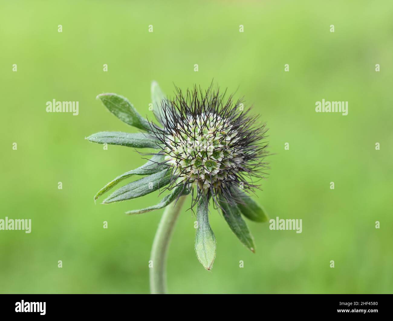 Flowered seed ball of scabiosa pincushion flower plant on green background Stock Photo