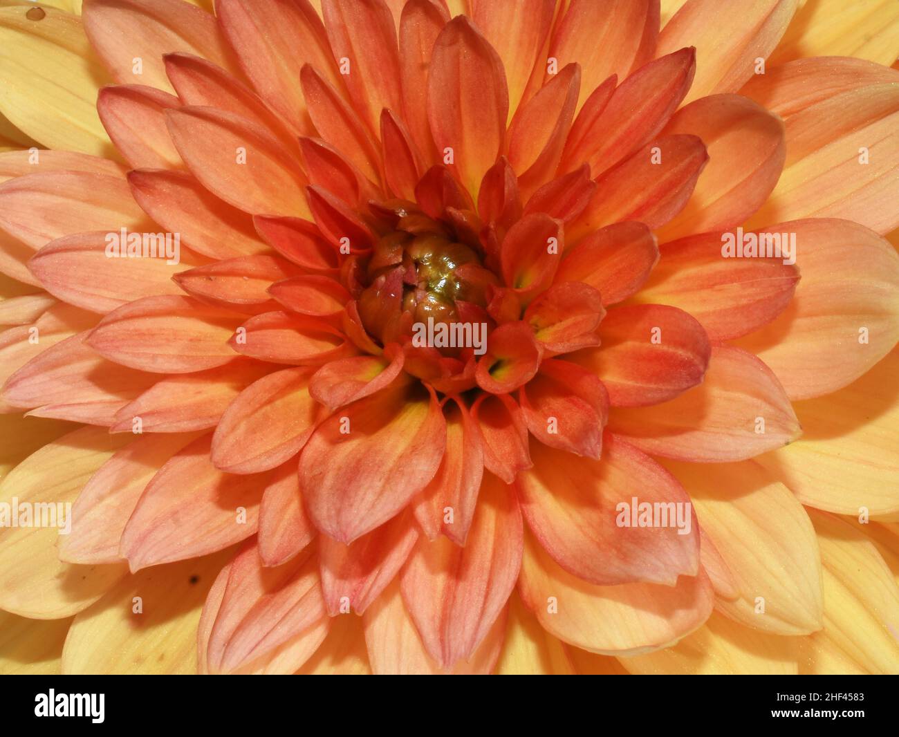 Closeup of an orange dahlia columbine flower Stock Photo