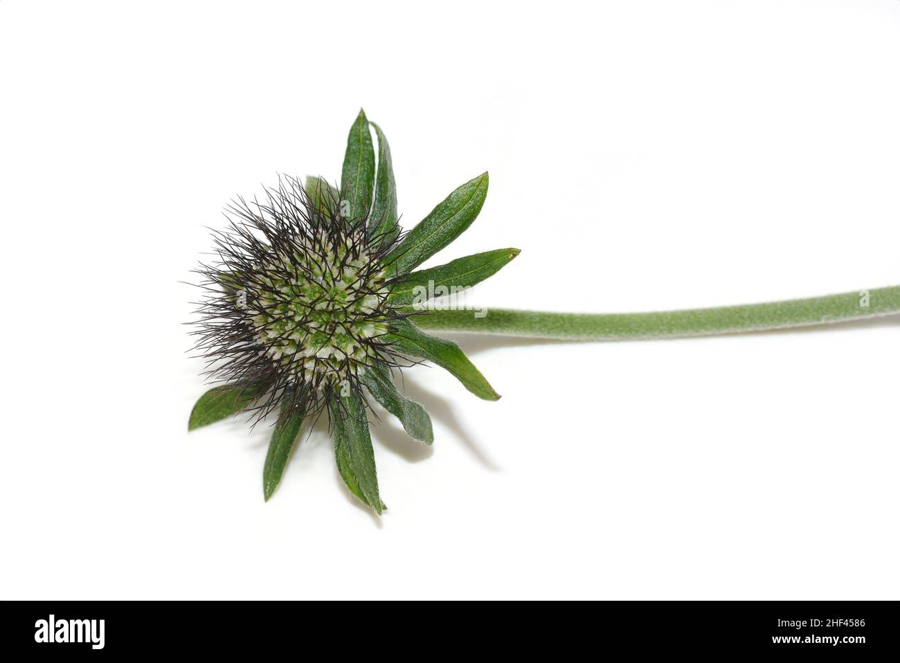 Flowered seed ball of scabiosa pincushion flower plant on white background Stock Photo
