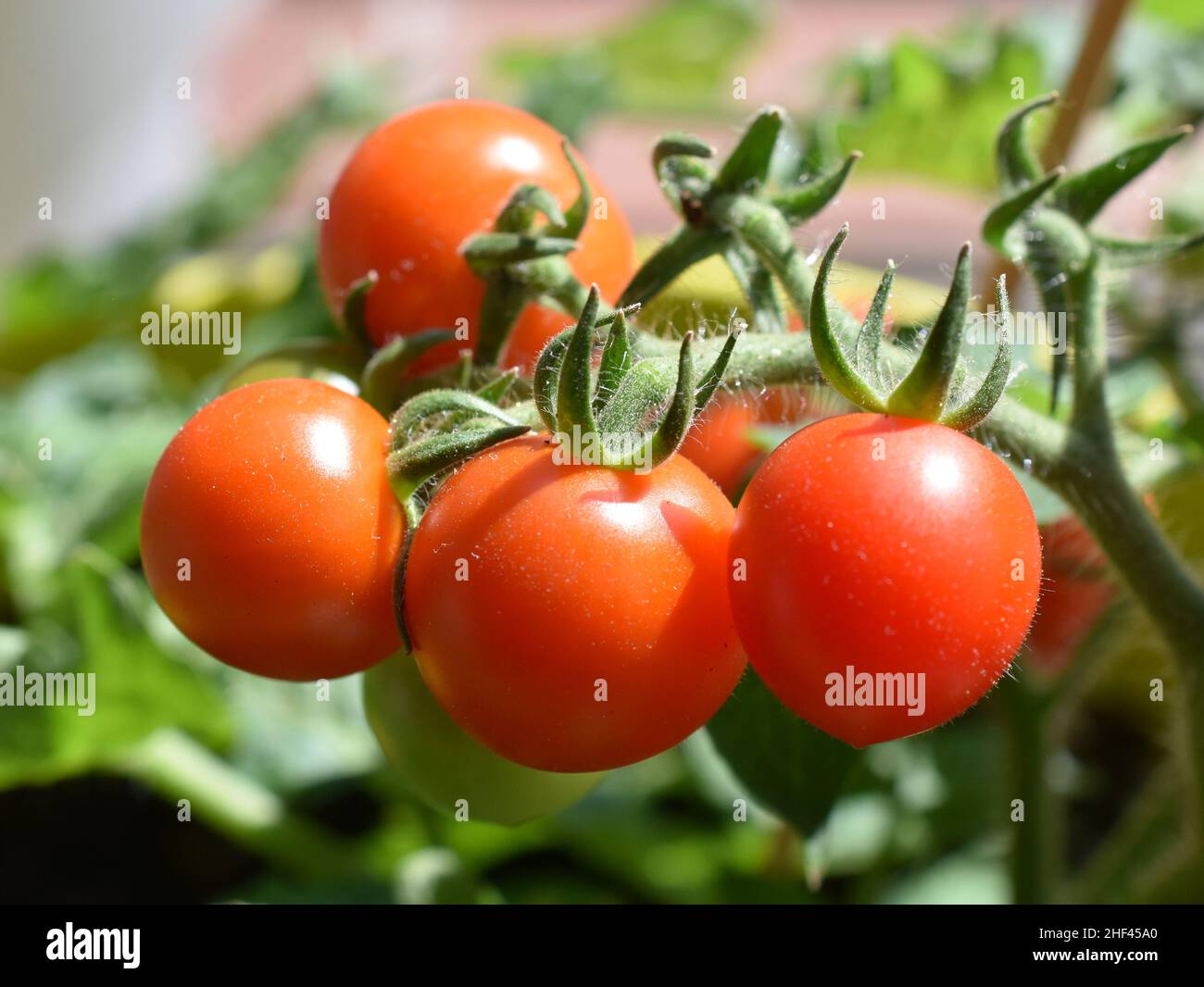 Ripe red tomatoes hanging on a tomato branch on tomato plant Solanum lycopersicum Stock Photo