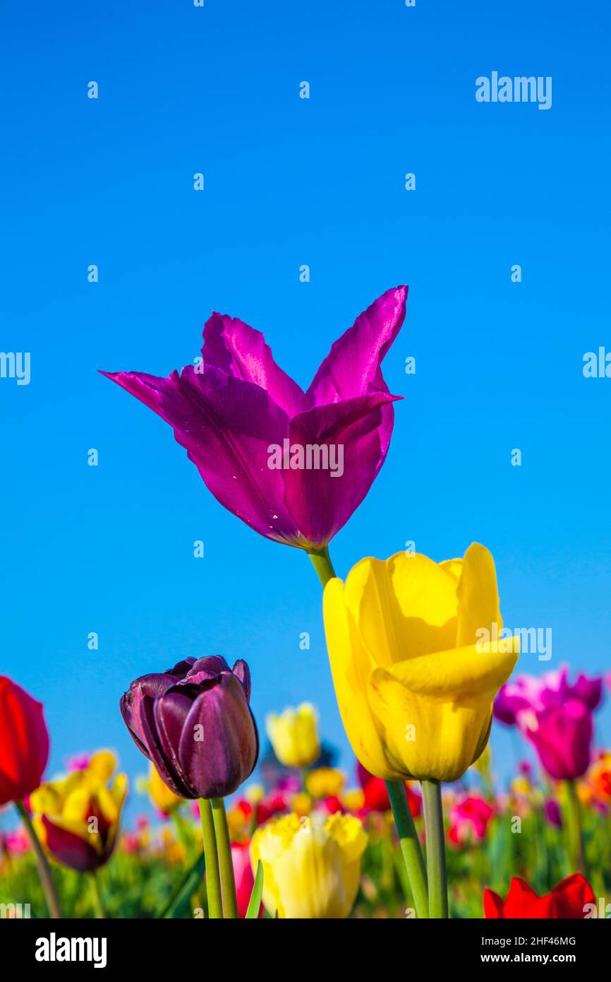 Spring field with blooming colorful tulips Stock Photo - Alamy