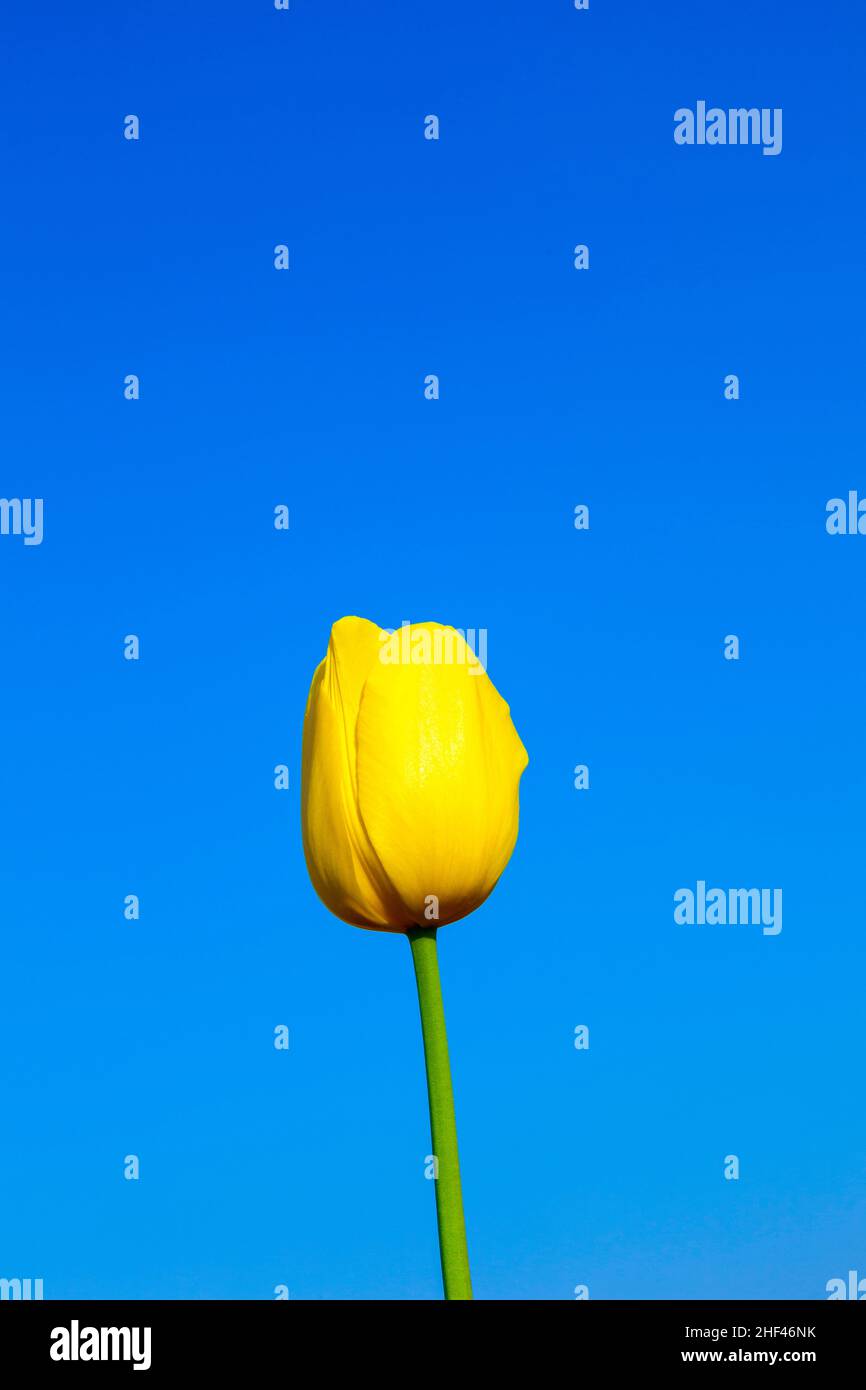 Spring field with blooming colorful tulips Stock Photo - Alamy
