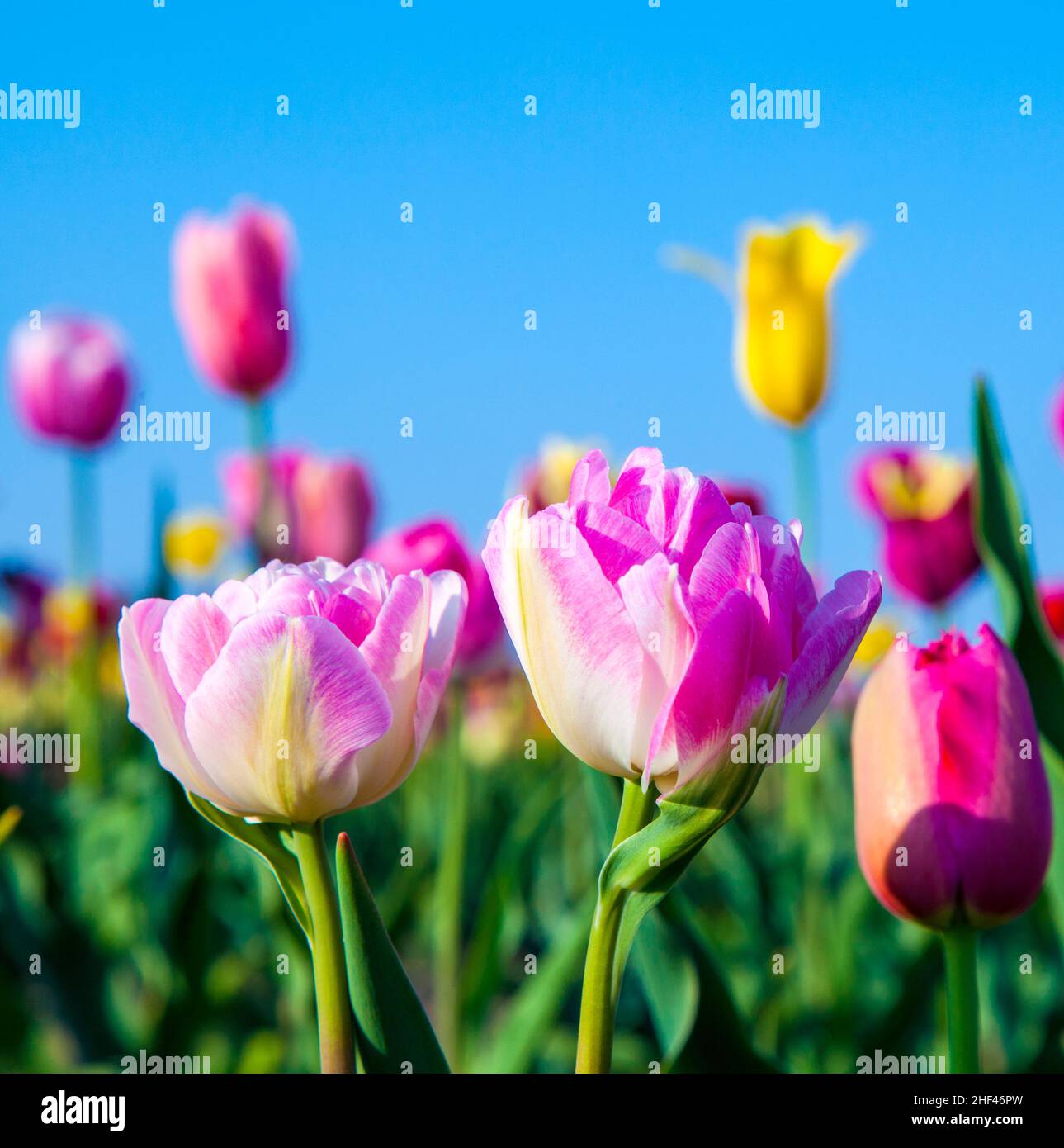 Spring field with blooming colorful tulips Stock Photo - Alamy