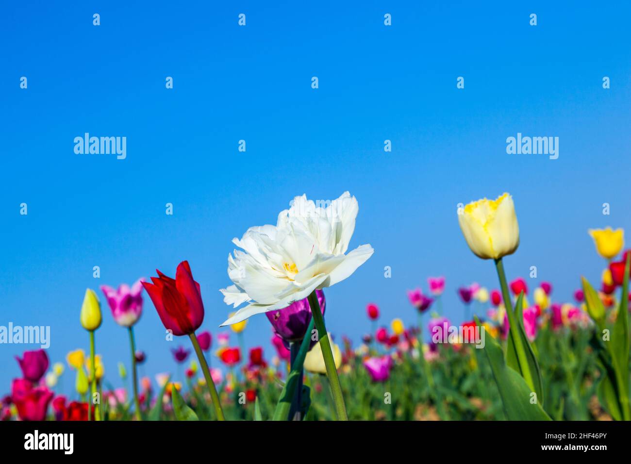 Spring field with blooming colorful tulips Stock Photo - Alamy
