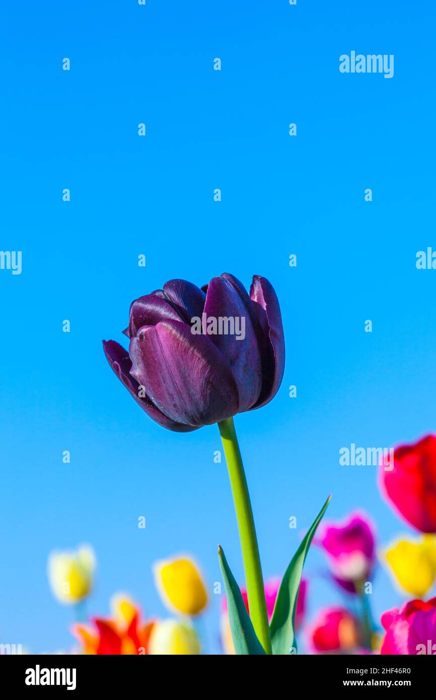 Spring field with blooming colorful tulips Stock Photo - Alamy